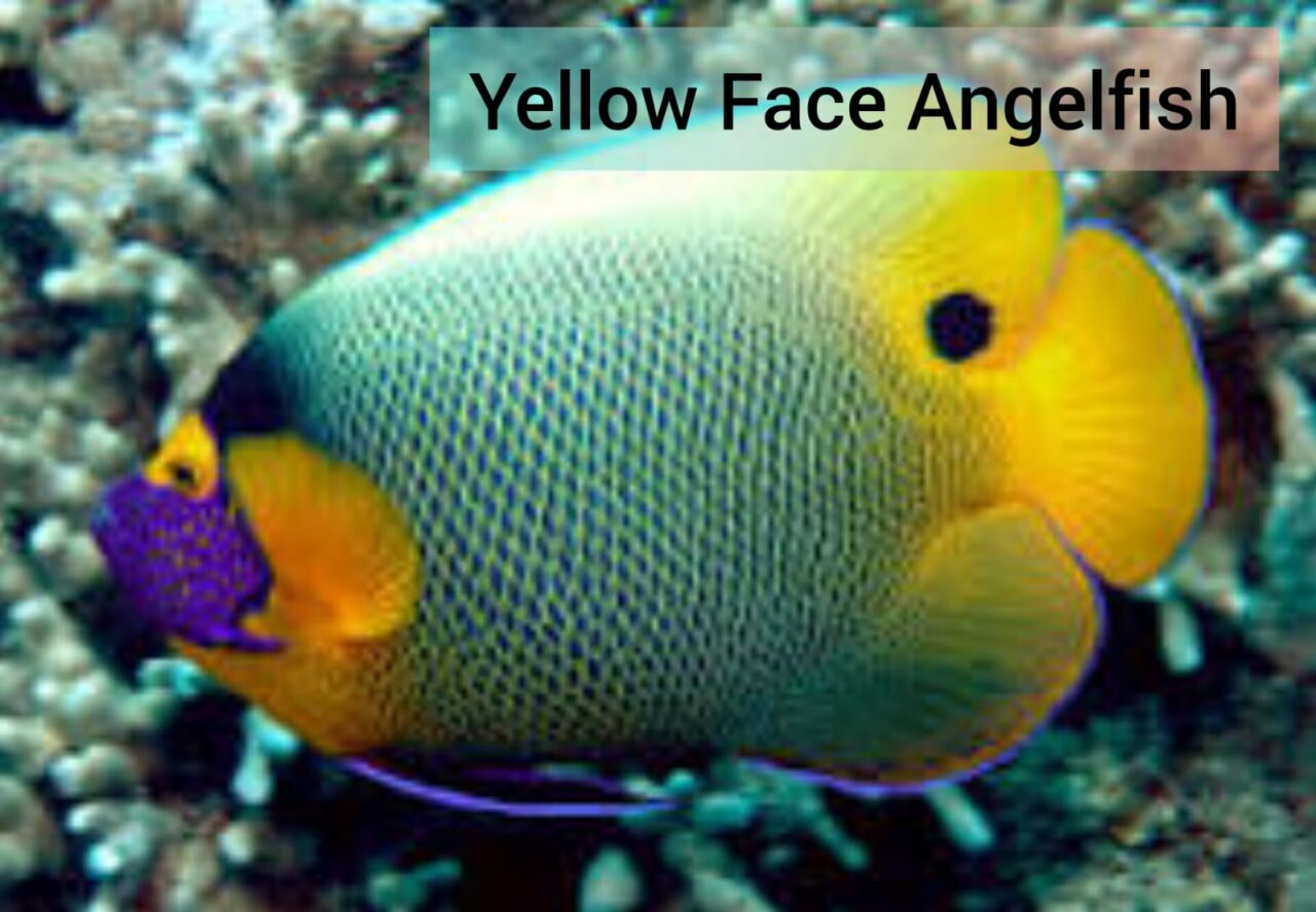 Yellow Face Angelfish – SVR Aquatics Transhipping Services