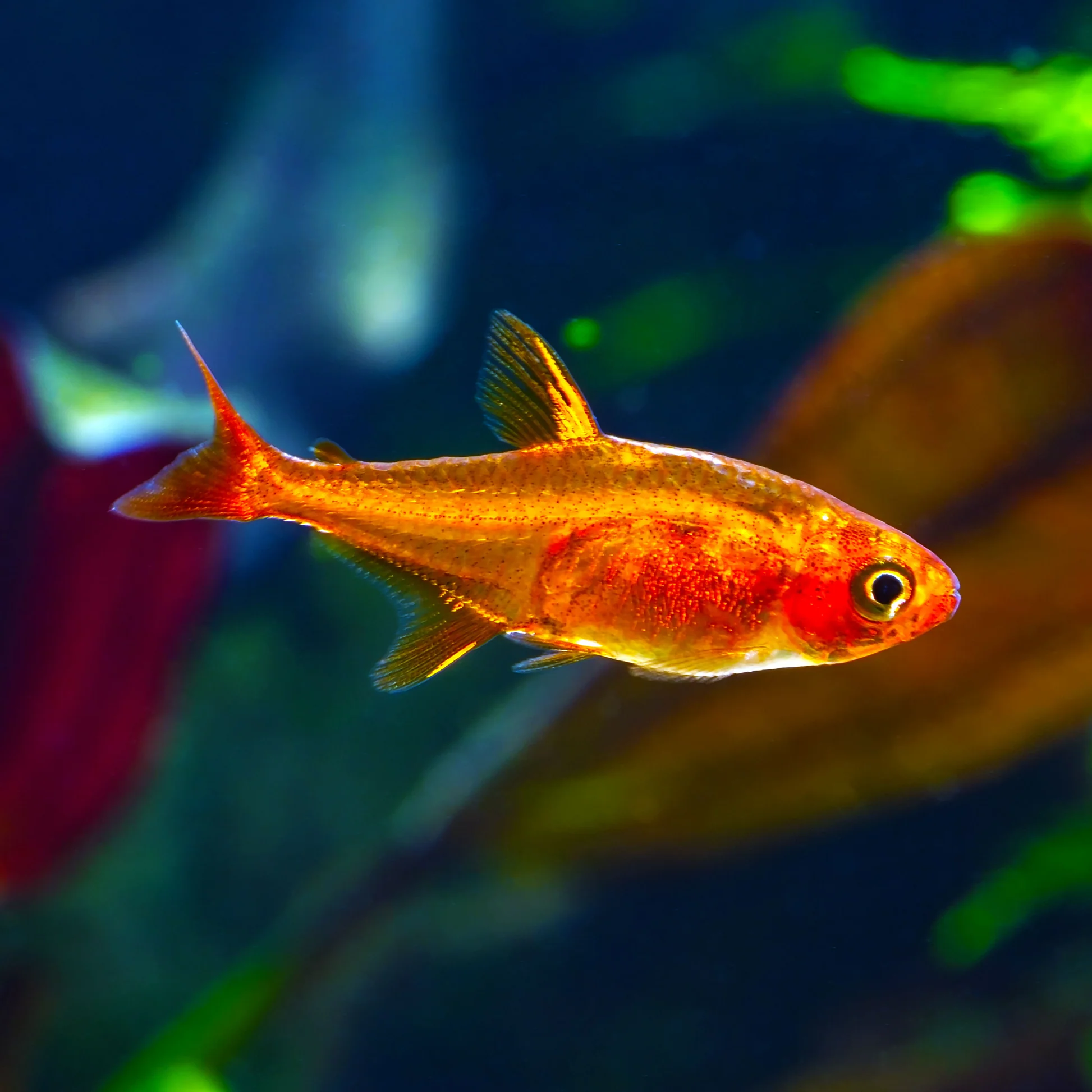 Ember Tetra