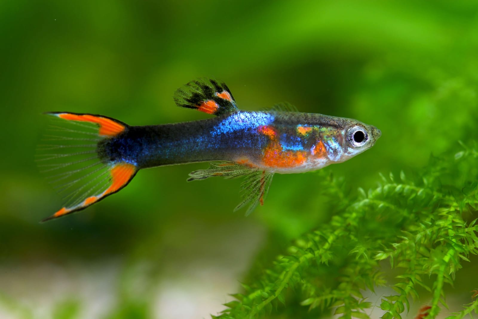 Red Black Japanese Endler (Male)