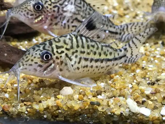 Leopard Corydoras